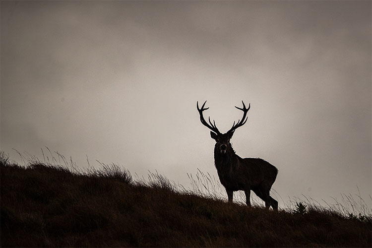 Isles of Jura and Islay, deer slab int the Highlands
