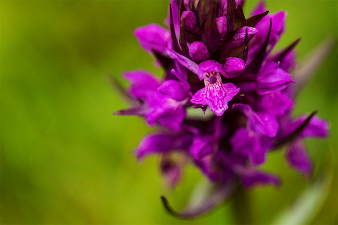 Les orchides dans le PNR Oise - Pays de France