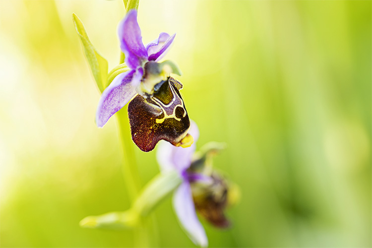 Les orchides sauvages de la valle de l'Ysieux, de la valle de Javot et d'ailleurs