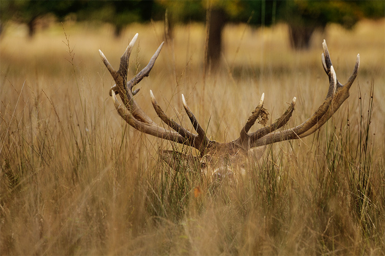 Richmond park, the deer rut ! Le brame du cerf en Angleterre, automne 2107